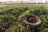 Umbrella mushroom on a foggy, damp meadow in the Spreewald, Germany, Brandenburg