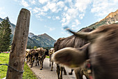 Kühe mit Kuhglocken laufen  in der Herde auf bewaldeten Strassen in den Bergen. Deutschland, Bayern, Oberallgäu, Oberstdorf