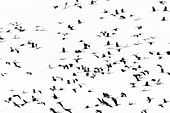 Viele Kraniche fliegen am Himmel in chaotischer Formation. Mitzieher während unmittalbar nach dem Start der Vögel. Umwandlung des Bildes in Schwarz-Weiß mit starken Kontrasten