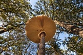 Schirmpilz unter Buchenbäumen im herbstlichen Laubwald Buchenhain aus der Froschperspektive, Deutschland, Brandenburg, Spreewald