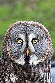 France, Loiret, Sologne, Ligny le Ribault, Great Grey Owl or Great Gray Owl (Strix nebulosa)