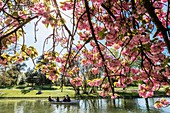 France, Paris, the Bois de Vincennes, the Daumesnil lake in spring