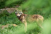 France, Hautes-Pyrenees, Argeles-Gazost, wolve (canis lupus) in Pyrenees animal Park