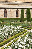 France, Aude, the rose garden of Sainte Marie de Fontfroide cistercian abbey