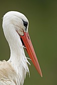 France, Somme, Baie de Somme, Saint Quentin en Tourmont, Marquenterre Park, White Stork (Ciconia ciconia), portrait of the bird