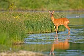 France, Doubs, natural area for Allan to Brognard deer, female from across the water at sunset
