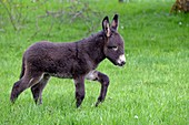 Frankreich, Doubs, Blamont, Fohlen in einem Obstgarten