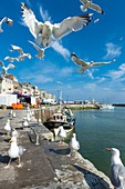 France, Seine Maritime, Le Treport, seagulls quay Francois I