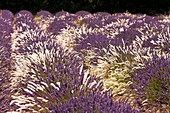 France, Vaucluse, Sault, lavender field