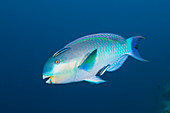 Indian Humpback Parrotfish, Scarus strongylocephalus, Felidhu Atoll, Indian Ocean, Maldives