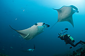Reef Mantas, Manta alfredi, Ari Atoll, Indian Ocean, Maldives