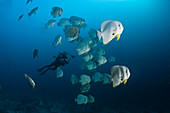 Schwarm Langflossen-Fledermausfische, Platax teira, Ari Atoll, Indischer Ozean, Malediven