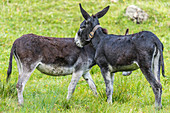 Donkey on a meadow in the Allgäu Alps, Germany, Bavaria, Allgäu