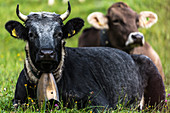 Portrait of an Allgäu horned cow with cowbell, lying in a flower meadow, Germany, Bavaria, Allgäu