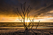 Silhouette of a bare tree on the beach from the Gulf of Mexico at sunset, Fort Myers Beach, Florida, USA