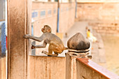 2019, Radhakund, Vrindavan, Uttar Pradesh, India, monkey at Radhakund
