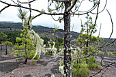 Tree lichen at Llanos del Jable, La Palma, Canary Islands, Spain, Europe