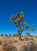 Tree in Joshua Tree National Park with a blue sky