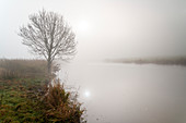 Bare tree in the fog, Friedeburger Tief, Altgödens, Sande, Friesland, Lower Saxony, Germany, Europe