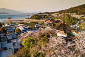 Cherry blossom, Miyajima Island, Hiroshima Prefecture, Honshu, Japan, Asia