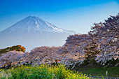 Mount Fuji, 3776m, UNESCO World Heritage Site, Yamanashi Prefecture, Honshu, Japan, Asia