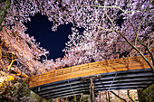 Heart shaped cherry blossom at Takato castle, Takato, Nagano Prefecture, Honshu, Japan, Asia