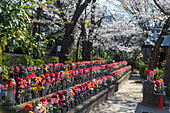 Frühlingskirschblüten und Jizo-Statuen, Schutzgottheit der Kinder, Zojoji-Tempel, Tokio, Japan, Asien