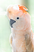 An endemic Salmon-crested cockatoo (Moluccan cockatoo), Seram, Moluccas (Maluku), Indonesia, Southeast Asia, Asia