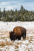 Yellowstone National Park, UNESCO World Heritage Site, Wyoming, United States of America, North America