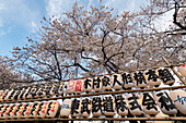 Sensoji-Tempel in der Kirschblütenzeit, Tokio, Japan, Asien