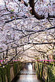 Meguro River during cherry blossom time, Tokyo, Japan, Asia