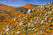 California Superbloom, the Poppy fields of Lake Elsinore, California, United States of America, North America