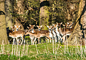 Fallow deer in the woods at Holkham Park, near the North Norfolk Coast, Norfolk, East Anglia, England, United Kingdom, Europe