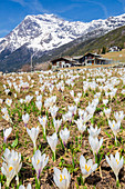 Flowering of Crocus Nivea, Valmalenco, Valtellina, Lombardy, Italy, Europe