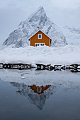 Yellow rorbuer hut reflected in winter, Sakrisoy, Moskenesoya, Lofoten Islands, Nordland, Arctic, Norway, Europe