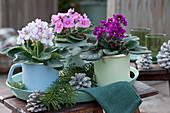 African violets in enamelled pots on a tray, decorated with fir branches and cones