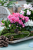 Rhododendron simsii, African violets and Christmas cactus in moss on a wooden board as table decoration
