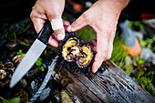 High angle close up of fisherman cutting open a piece of fresh uni, sea urchin.