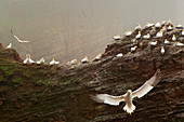 Brütende Basstölpel (Morus bassanus) auf den Lummenfelsen, Helgoland, Nordsee, Schleswig-Holstein, Deutschland