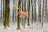 Book in a forest in Münsterland, North Rhine-Westphalia, Germany