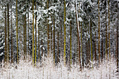 Buchen in einem Wald im Münsterland, Nordrhein-Westfalen, Deutschland