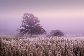 Hoar frost, oak and reeds in the fog, Oderbruch, Brandenburg, Germany