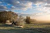 Hoarfrost, old willow tree in the fog, Oderbruch, Brandenburg, Germany