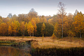Birken am Moorsee, Rotes Moor, Rhön, Hessen, Deutschland