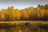 Birken am Moorsee, Rotes Moor, Rhön, Hessen, Deutschland