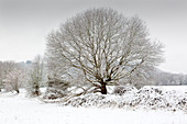 Oak in the Ruhr meadows in winter, near Hattingen, Ruhr area, North Rhine-Westphalia, Germany