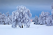 Birch, winter landscape at Kahlen Asten near Winterberg, Sauerland, North Rhine-Westphalia, Germany