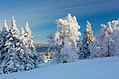Winter landscape on the Hohen Hagen near Winterberg, Sauerland, North Rhine-Westphalia, Germany