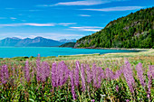 Violet flowers in front of a mountain panorama surrounded by light blue glacier water