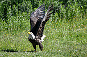 Adler hebt die Flügel zum Starten, Vancouver, Grouse Mountain, Kanada